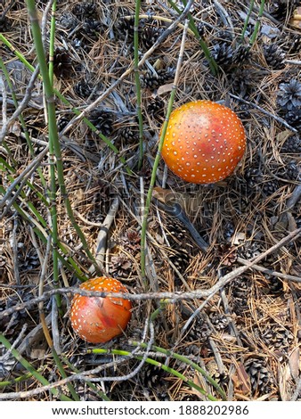 Flyfly mushroom in pine forest 
