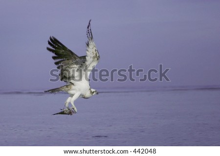 Flyinf eagle.