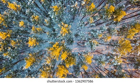 Flying above mostly pine forest. A dense coniferous woodland blanketed in fresh snow, captured from a vertical top-down perspective. Golden-yellow sunlight filters through the canopy, casting long shadows across the white ground cover and illuminating patches of frost-dusted evergreen foliage. The scene conveys a serene winter atmosphere with clear weather, where the contrast between warm light and cool snow creates a striking visual texture across the natural landscape, HEAD OVER SHOT