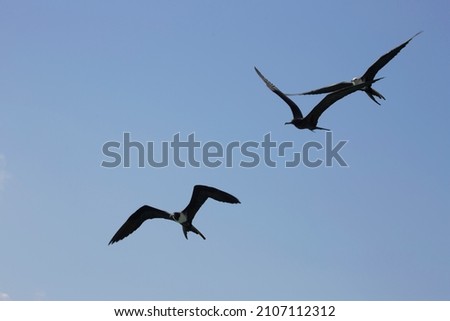 flying above the ocean a group of great frigate birds, Fregata minor