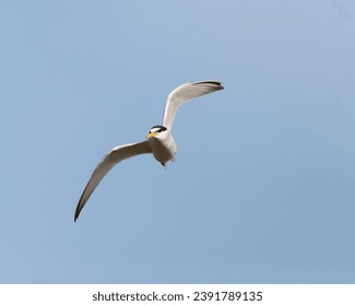 Flying adult Little Tern (Sternula albifrons) at coastal marsh on the island Lesvos, Greece, during spring migration.