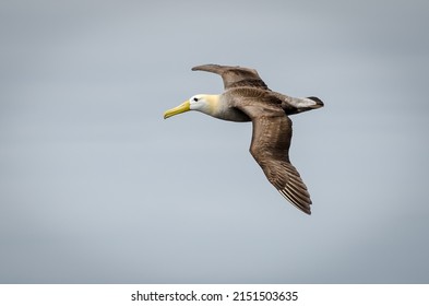 A flying albatross with open wings in the air in Galapagos Island