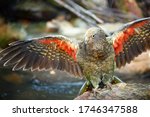 Flying alpine parrot, Kea, Nestor notabilis, protected  olive-green parrot with scarlet underwings. Bird endemic to South Island, New Zealand.