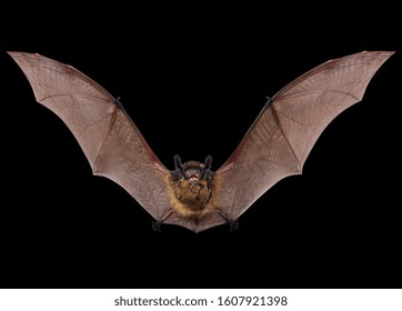 Flying Animal Little Brown Bat.  Isolated On Black.