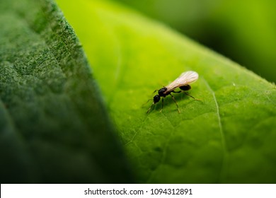 flying ant up close on leaf