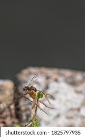 Flying Ant Day, 12 July 2020