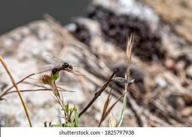 Flying Ant Day, 12 July 2020