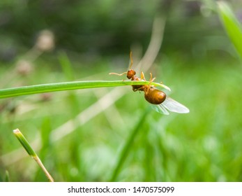 Flying Ant Day. The Princesses Flew Out In Search Of A New Home.