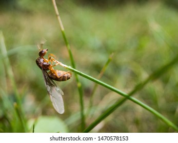 Flying Ant Day. The Princesses Flew Out In Search Of A New Home.