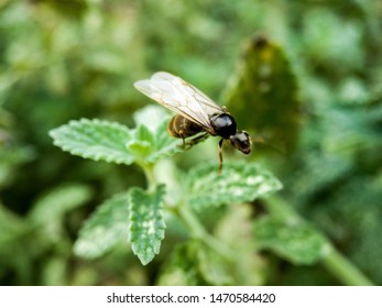 Flying Ant Day. The Princesses Flew Out In Search Of A New Home.