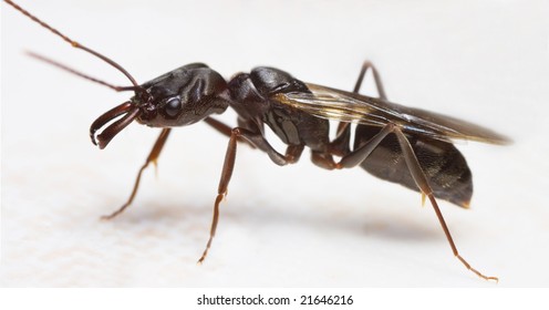 flying ant - Odontomachus full side view