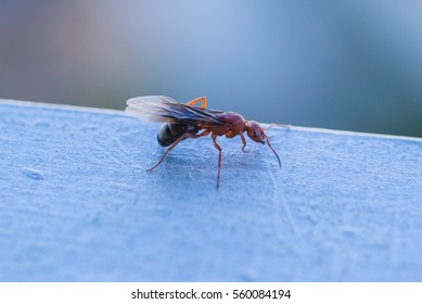 Flying ant sitting on a metal railing