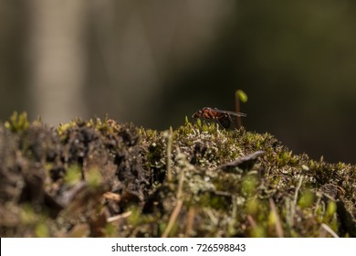 Flying Ant Walking Up A Hill