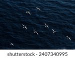 Flying Antarctic petrels, Southern ocean, Antarctica
