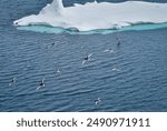 Flying Antarctic petrels, Southern ocean, Antarctica