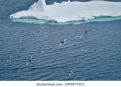 Flying Antarctic petrels, Southern ocean, Antarctica - Powered by Shutterstock