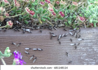 flying ants in detail