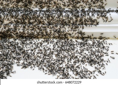 Flying ants invasion, winged ants infestation on wall of house