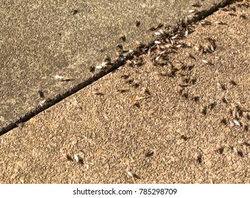 Flying ants nest on sidewalk