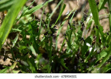 Flying Ants, Nuptial Flight, Flying Ant Day, Formica Rufa