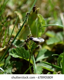 Flying Ants, Nuptial Flight, Flying Ant Day, Formica Rufa