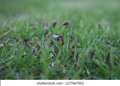 Flying ants in summertime, ants nesting in the grass