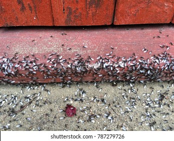 Flying ants teeming on a red doorstep
