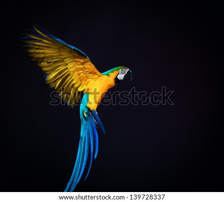Flying Ara on a dark background