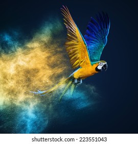 Fliegender Ara-Papagei auf bunter Pulverexplosion 