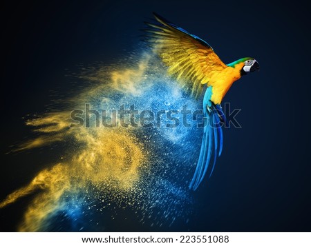 Flying Ara parrot over colourful powder explosion 