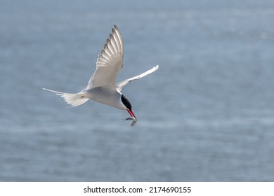 Flying arctic tern (Sterna paradisaea) with a fish in its beak over the blue sea, the elegant migration bird has the longest route from Arctic to Antarctic, copy space, selected focus