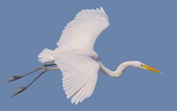 Flying Ardea Alba, Common Egret, Large Egret, Great White Egret, Great White Heron