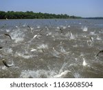 Flying Asian carp massively jump out of the water