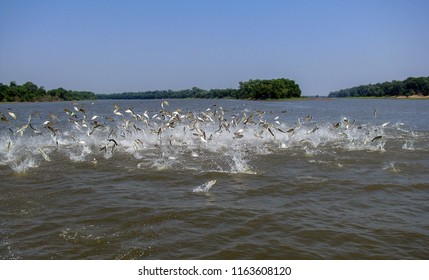 Flying Asian Carp Massively Jump Out Of The Water