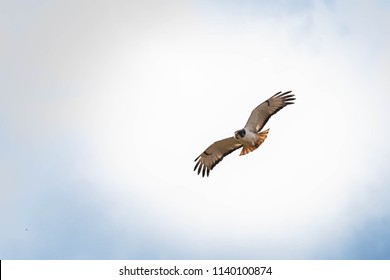 Flying Augur Buzzard