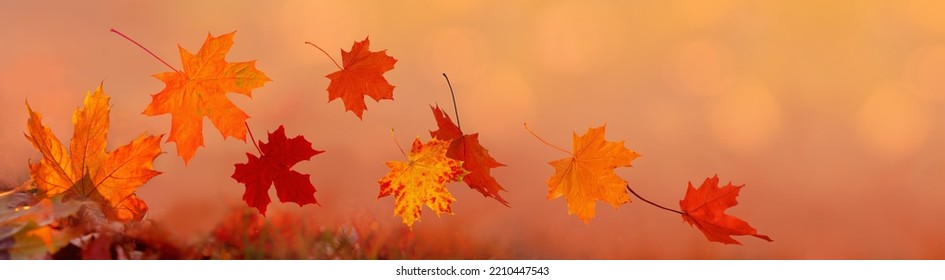 Flying autumn maple leaves isolated on warm autumn background. Fall leaves for black friday sale and Halloween price drop or seasonal banner with autumn foliage.