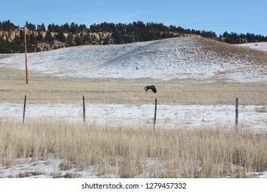 Flying Bald Eagle