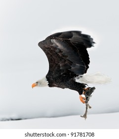 Flying Bald eagle with the fish clamped in claws.Haliaeetus leucocephalus washingtoniensis
