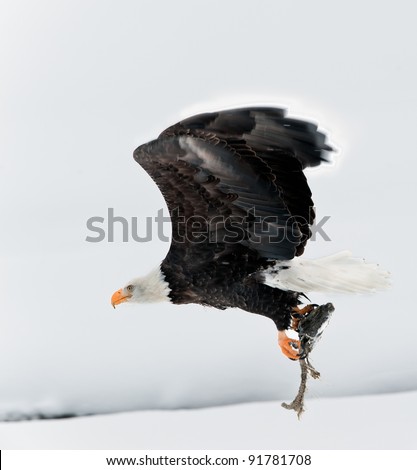 Flying Bald eagle with the fish clamped in claws.Haliaeetus leucocephalus washingtoniensis