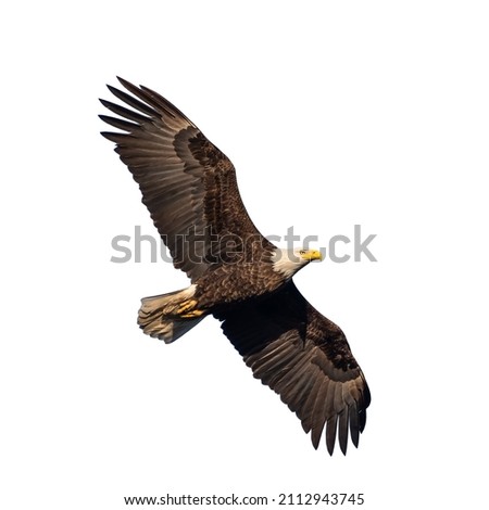 Flying bald eagle (Haliaeetus leucocephalus) isolated on white background