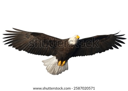 Flying bald eagle isolated on white background.