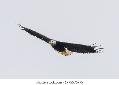 A Flying Bald Eagle Seen In Northern Canada, Yukon Territory In The Summer Time. Incredible Wing Span Picture. 