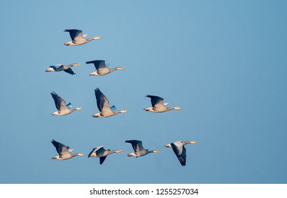 flying bar headed goose flock