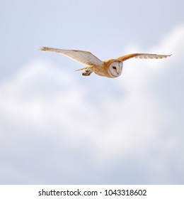 574 Barn owl sunset Images, Stock Photos & Vectors | Shutterstock