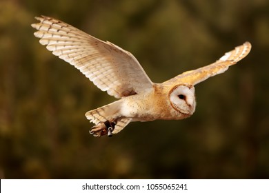 flying barn owl in detail 