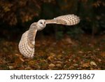 Flying Barn owl (Tyto alba) in flight, hunting. Dark green background. Noord Brabant in the Netherlands.                                              