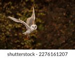 Flying Barn owl (Tyto alba) in flight, hunting. Dark green background. Noord Brabant in the Netherlands.                                       