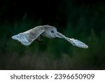 Flying Barn owl (Tyto alba) in flight with a mouse prey . Noord Brabant in the Netherlands.                                             