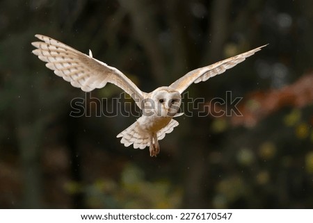 Flying Barn owl (Tyto alba) in flight, hunting. Dark green background. Noord Brabant in the Netherlands.                                                           
