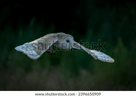 Flying Barn owl (Tyto alba) in flight with a mouse prey . Noord Brabant in the Netherlands.                                             